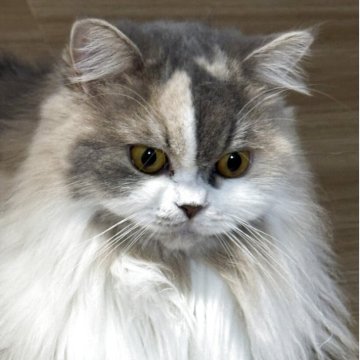 サイベリアン×ミヌエット【埼玉県・女の子・2024年8月30日・ダイリュートキャリコ】の写真「天使の様なお転婆さん✨避妊手術済んでいます😊😊」