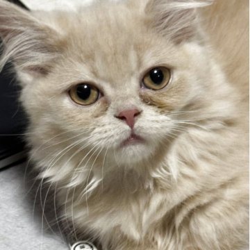 ミヌエット(短足)【埼玉県・男の子・2025年4月4日・クリームタビー】の写真「推し✨ずっと飽きず見ていたい、ぶちゃかわちぃ💕」