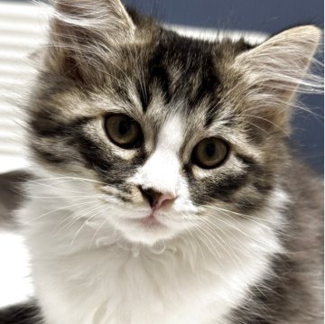 サイベリアン×ミヌエット(短足)【埼玉県・男の子・2025年8月4日・ブラウンタビー&ホワイト】の写真「おっとり短足君😊」