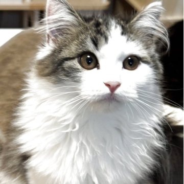 サイベリアン×ミヌエット【埼玉県・男の子・2025年8月4日・ブラウンタビー&ホワイト】の写真「　イケメン🥰」