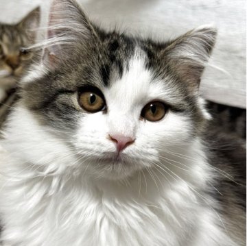 サイベリアン×ミヌエット【埼玉県・男の子・2025年8月4日・ブラウンタビー&ホワイト】の写真「　イケメン🥰」