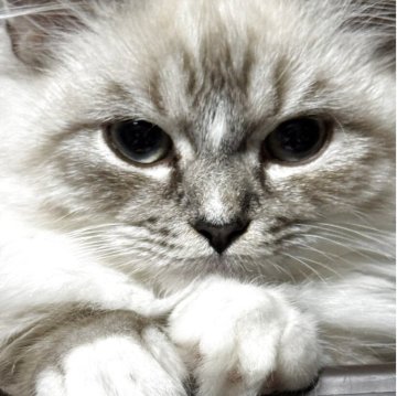 サイベリアン×ミヌエット(短足)【埼玉県・女の子・2025年8月4日・ブルーリンクスポイント&ホワイト】の写真「ポイント短足君✨」