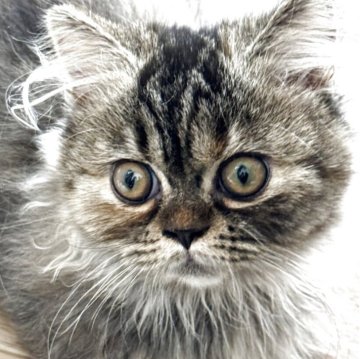 ミヌエット(短足)【埼玉県・女の子・2025年7月11日・ブラウンパッチドタビー】の写真「まんまる　チャーミング短足ちゃん🥰」