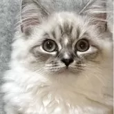 サイベリアン×ミヌエット(短足)