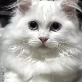 ミヌエット(短足)