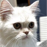 ミヌエット(長足)