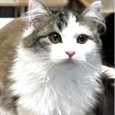 サイベリアン×ミヌエット