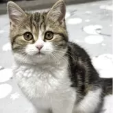 マンチカン(長足)