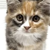 サイベリアン×ミヌエット(短足)