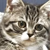 ミヌエット(短足)