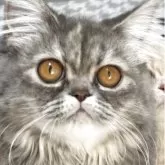 ミヌエット(長足)【埼玉県・女の子・2025年4月4日・ブルータビー】の写真1「タレ目が可愛い💕💕💕💕💕💕」