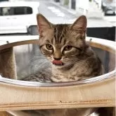 ミヌエット(長足)【埼玉県・男の子・2025年3月3日・シルバータビー】の写真2「✨」