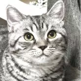 ミヌエット(長足)【埼玉県・男の子・2025年3月3日・シルバータビー】の写真3