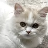 ミヌエット(短足)【埼玉県・男の子・2025年7月11日・クリームタビー&ホワイト】の写真3