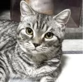 ミヌエット(長足)【埼玉県・男の子・2025年3月3日・シルバータビー】の写真5