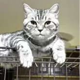 ミヌエット(長足)【埼玉県・男の子・2025年3月3日・シルバータビー】の写真6