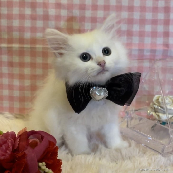 N.H 様のお迎えした子猫