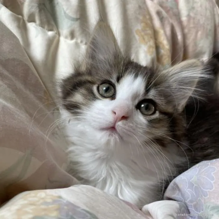 ID:2212-01244の子猫