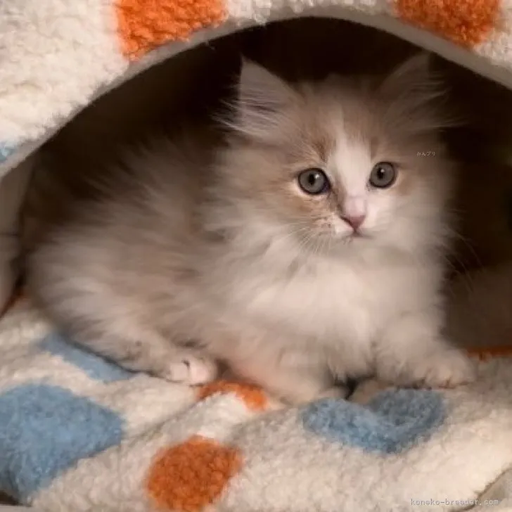 ID:2311-00095の子猫