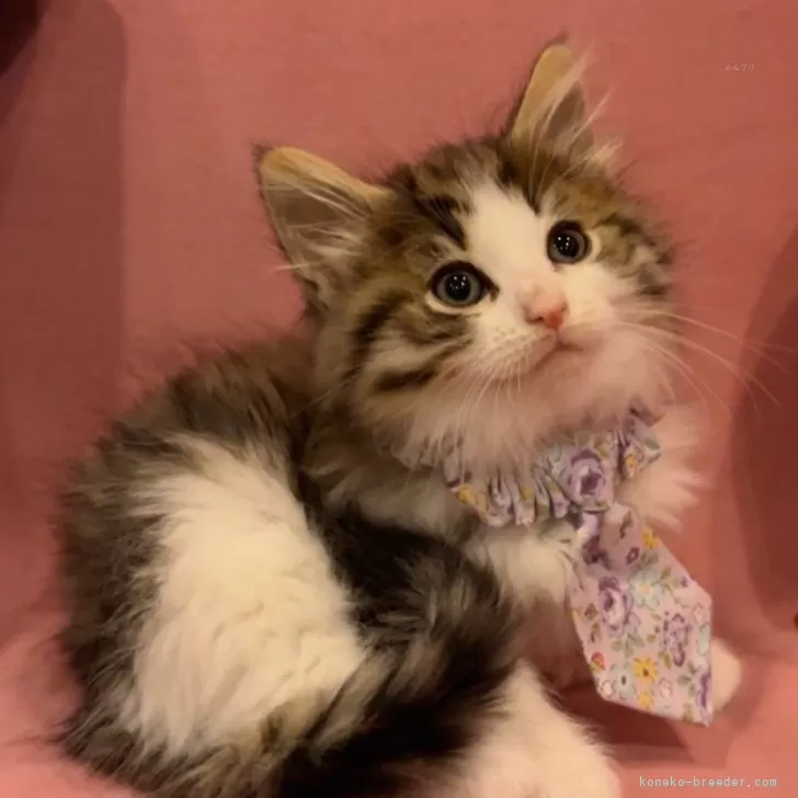 K.T 様のお迎えした子猫