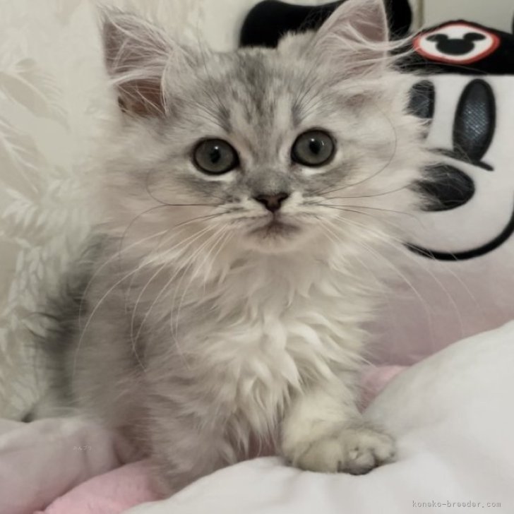 ピンキ- 様のお迎えした子猫