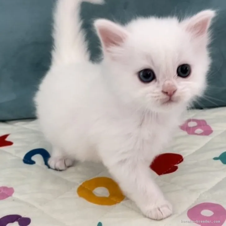 ID:2304-00176の子猫