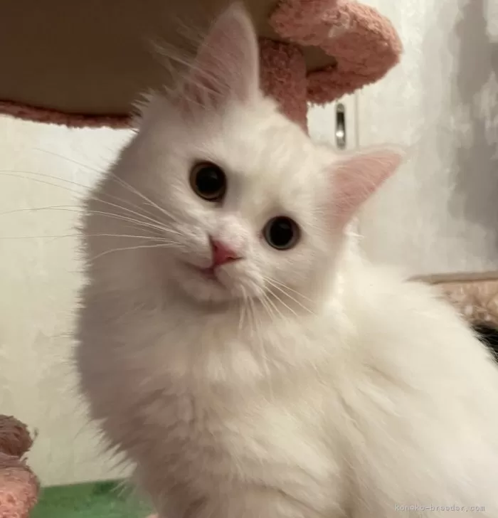 エリス 様のお迎えした子猫