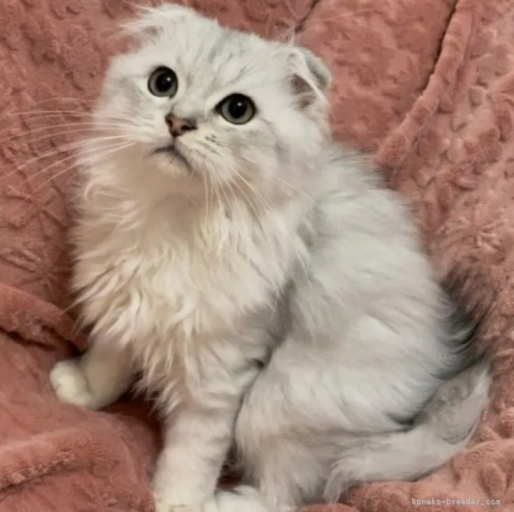 Y.I 様のお迎えした子猫