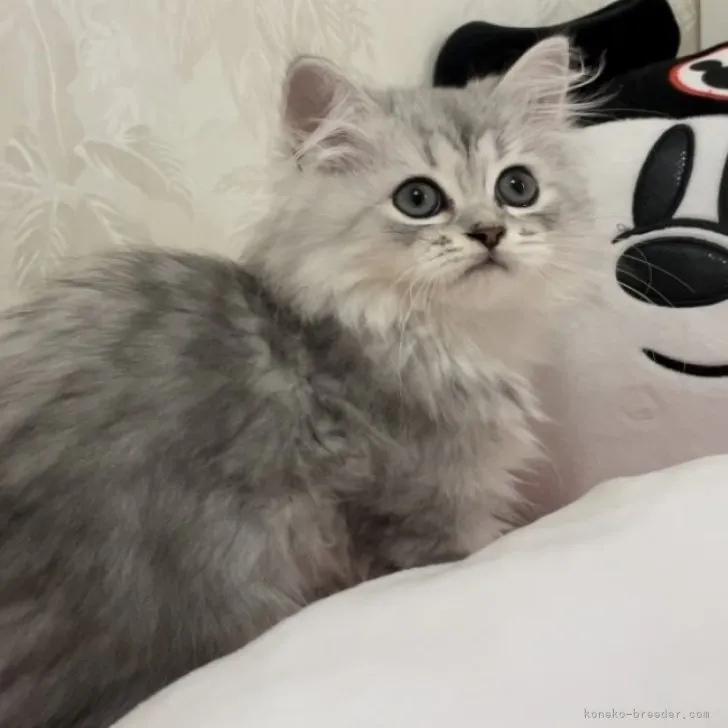 ピンキ- 様のお迎えした子猫