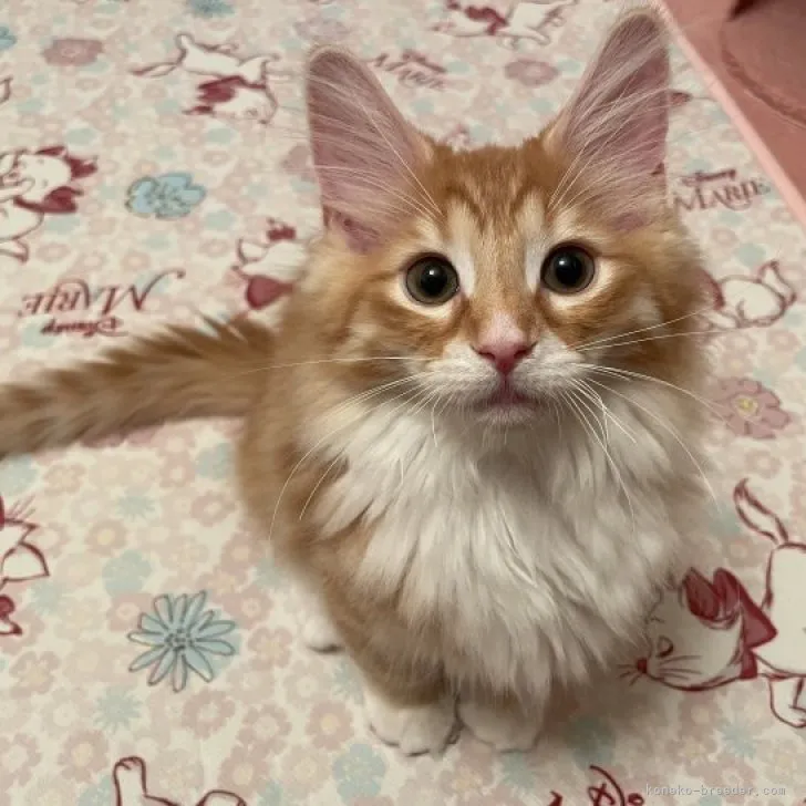 Lilly 様のお迎えした子猫