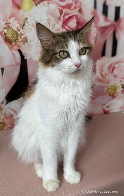 ノルウェージャンフォレストキャット【・女の子・2020年4月27日・キャリコ】「白勝ちのふわふわな毛並み」