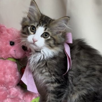 ノルウェージャンフォレストキャット【千葉県・女の子・2024年6月19日・ブラウンタビー&ホワイト】の写真「好奇心旺盛な女の子💕」