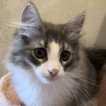 ノルウェージャンフォレストキャット【千葉県・男の子・2024年7月22日・ブルータビー&ホワイト】の写真「綺麗な顔の男の子💕」