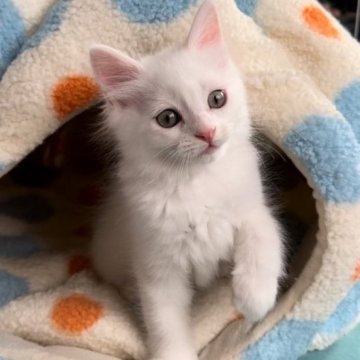 マンチカン【千葉県・男の子・2023年9月23日・ホワイト】の写真「人懐っこい男の子💕」