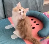 ノルウェージャンフォレストキャット【千葉県・男の子・2023年4月16日・クリームタビー&ホワイト】の写真3「とっても甘えん坊さん！」