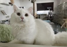 マンチカン【・男の子・2021年9月20日・ホワイト】