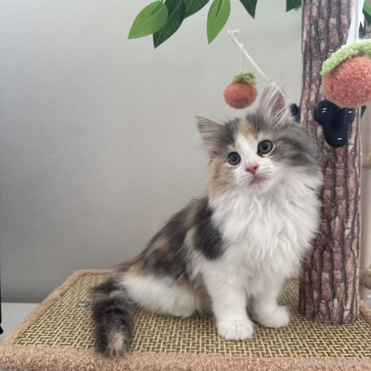 Aya 様のお迎えした子猫