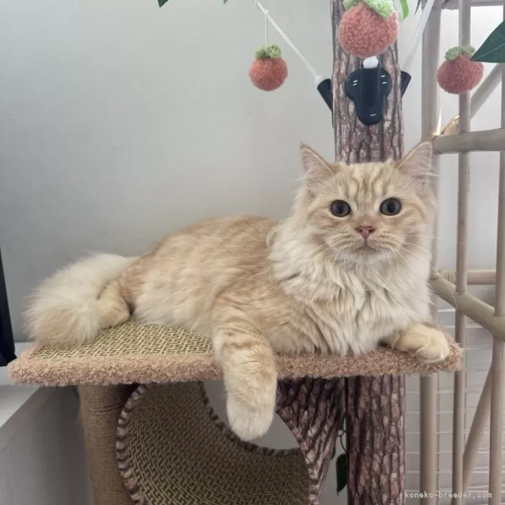 ID：2502-00400の子猫