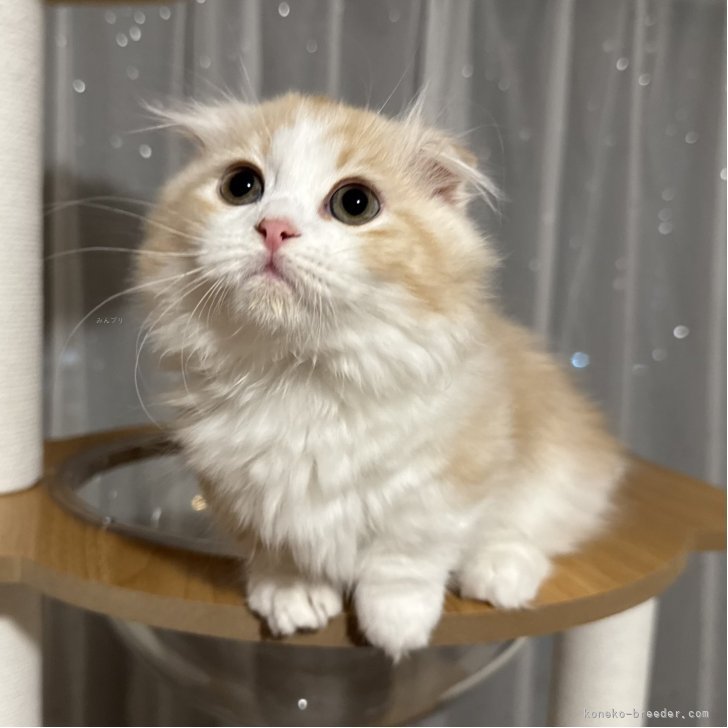 ブリーダー画像