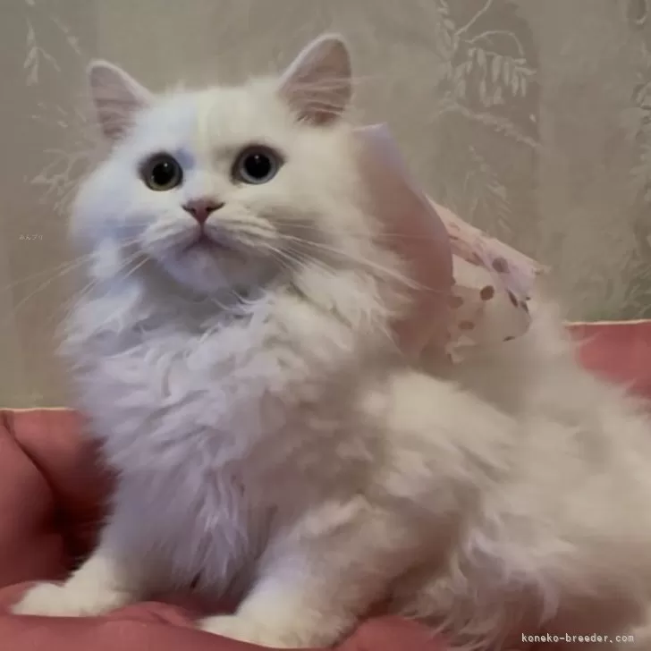 ID:2411-01483の子猫