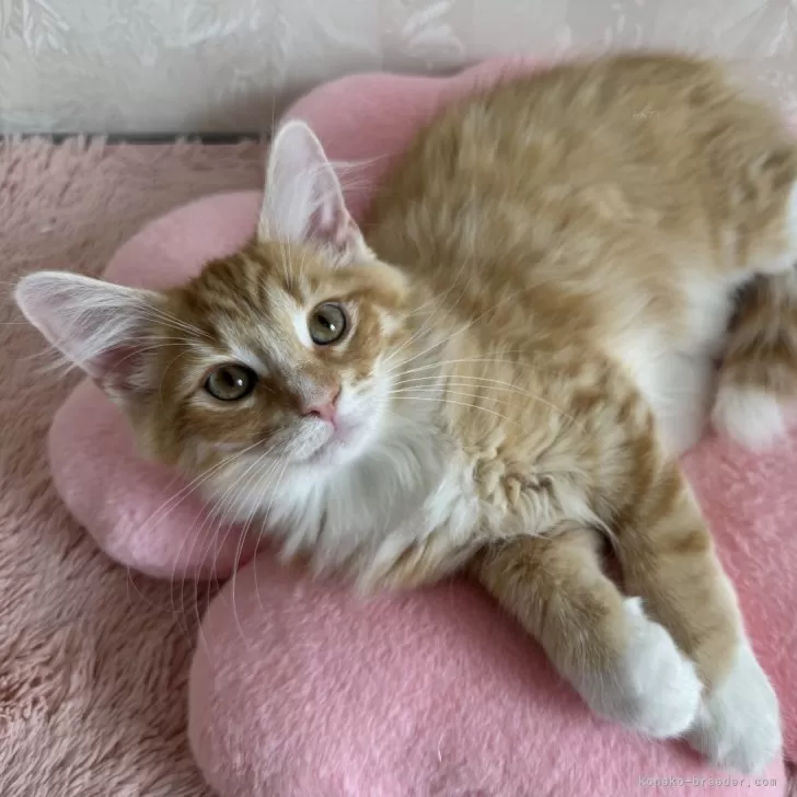 ID：2506-02035の子猫