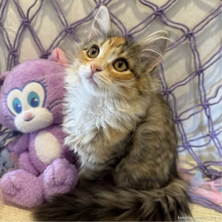 ID：2502-02211の子猫