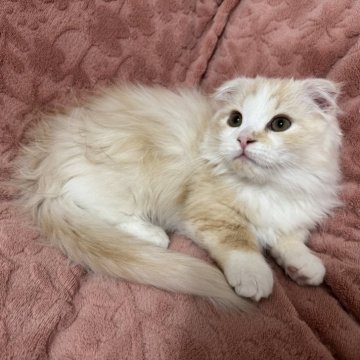 マンチカン(短足)【千葉県・男の子・2025年8月30日・クリームタビー&ホワイト】の写真「とっても人懐っこい男の子💕」