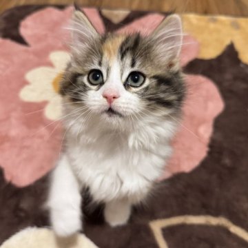ノルウェージャンフォレストキャット【千葉県・女の子・2025年9月16日・キャリコ】の写真「おてんばな女の子💕」