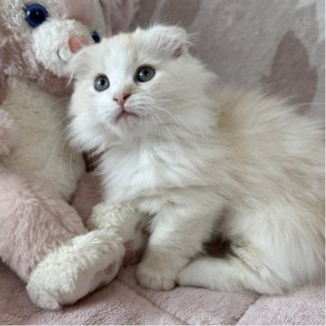 マンチカン(短足)【千葉県・男の子・2025年8月30日・クリームタビー&ホワイト】の写真「とっても人懐っこい男の子💕」