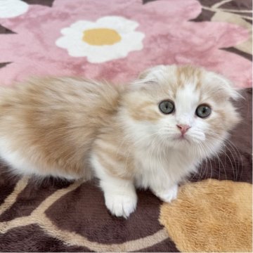 マンチカン(短足)【千葉県・男の子・2025年8月30日・レッドタビー&ホワイト】の写真「おっとりマイペースな男の子💕」