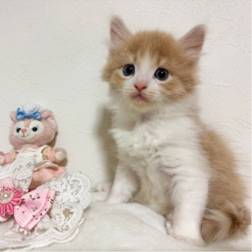 ノルウェージャンフォレストキャット【千葉県・男の子・2025年9月16日・クリームタビー&ホワイト】の写真「おっとりさんな男の子💕」