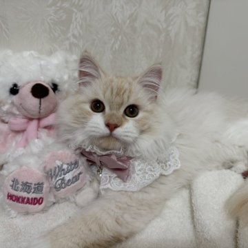 マンチカン(長足)【千葉県・男の子・2025年1月2日・クリームタビー&ホワイト】の写真「最終値下げ‼️」