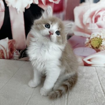 ノルウェージャンフォレストキャット【千葉県・男の子・2025年9月16日・クリームタビー&ホワイト】の写真「おっとりさんな男の子💕」