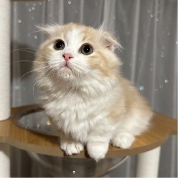 マンチカン(短足)【千葉県・男の子・2025年8月30日・レッドタビー&ホワイト】の写真「おっとりマイペースな男の子💕」